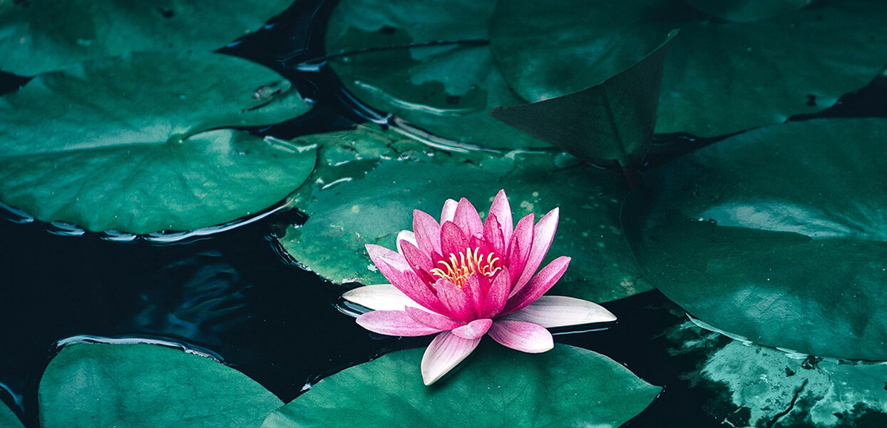 The Lotus and the Mud Puddle