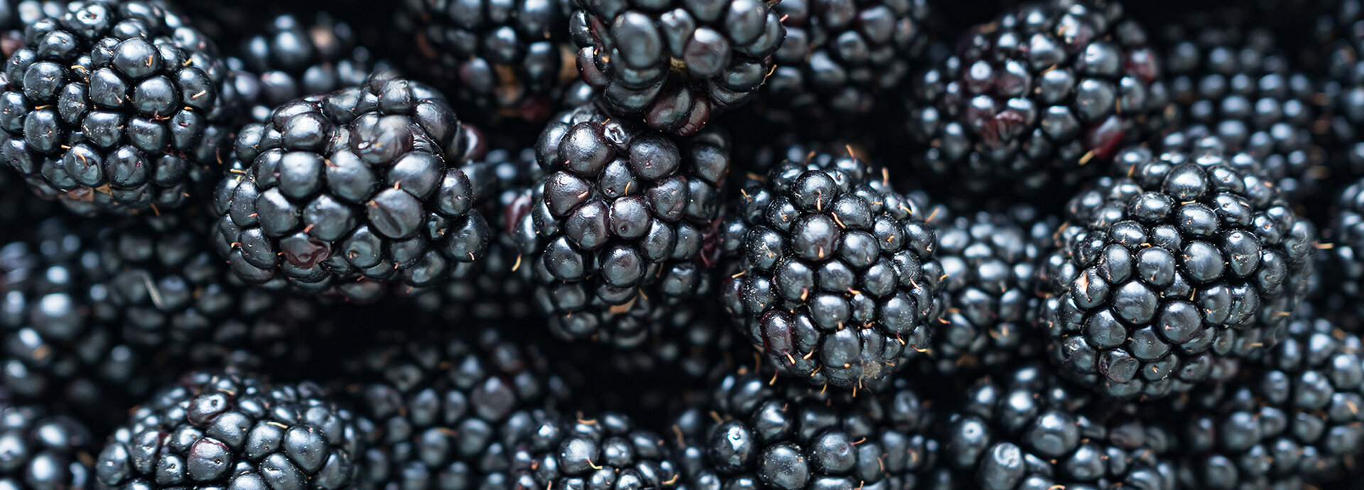Health properties of Blackberry