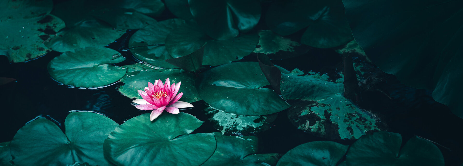 The Lotus and the Mud Puddle